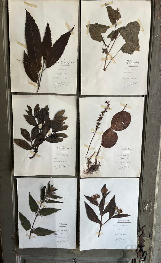 Set of 6 antique botanical specimens
