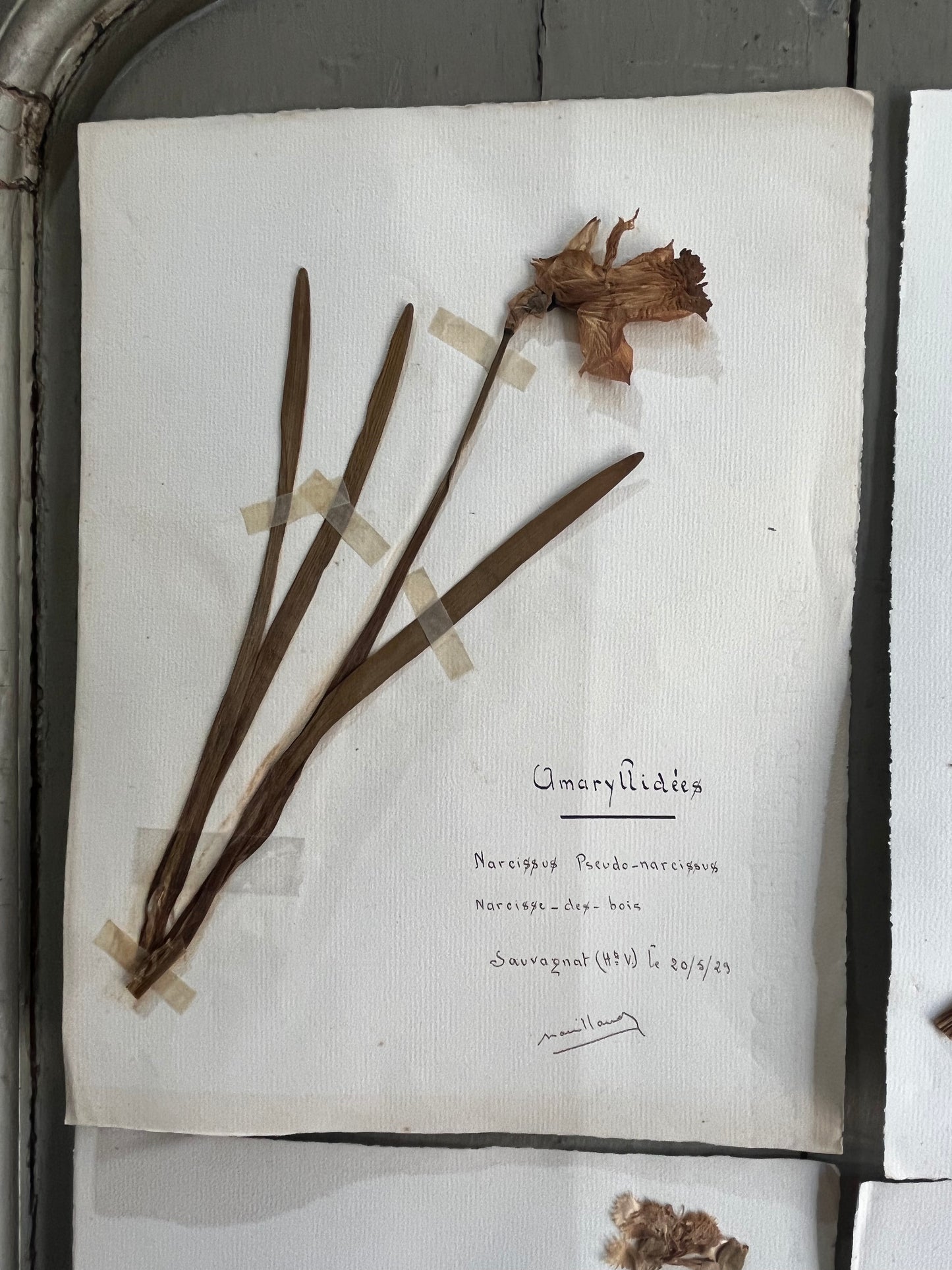Set 6 botanical specimens