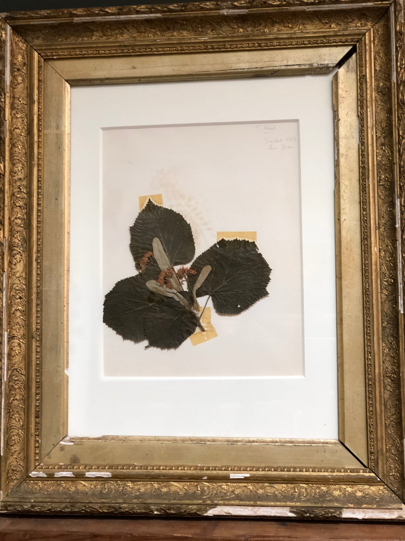 Gorgeous antique framed botanical